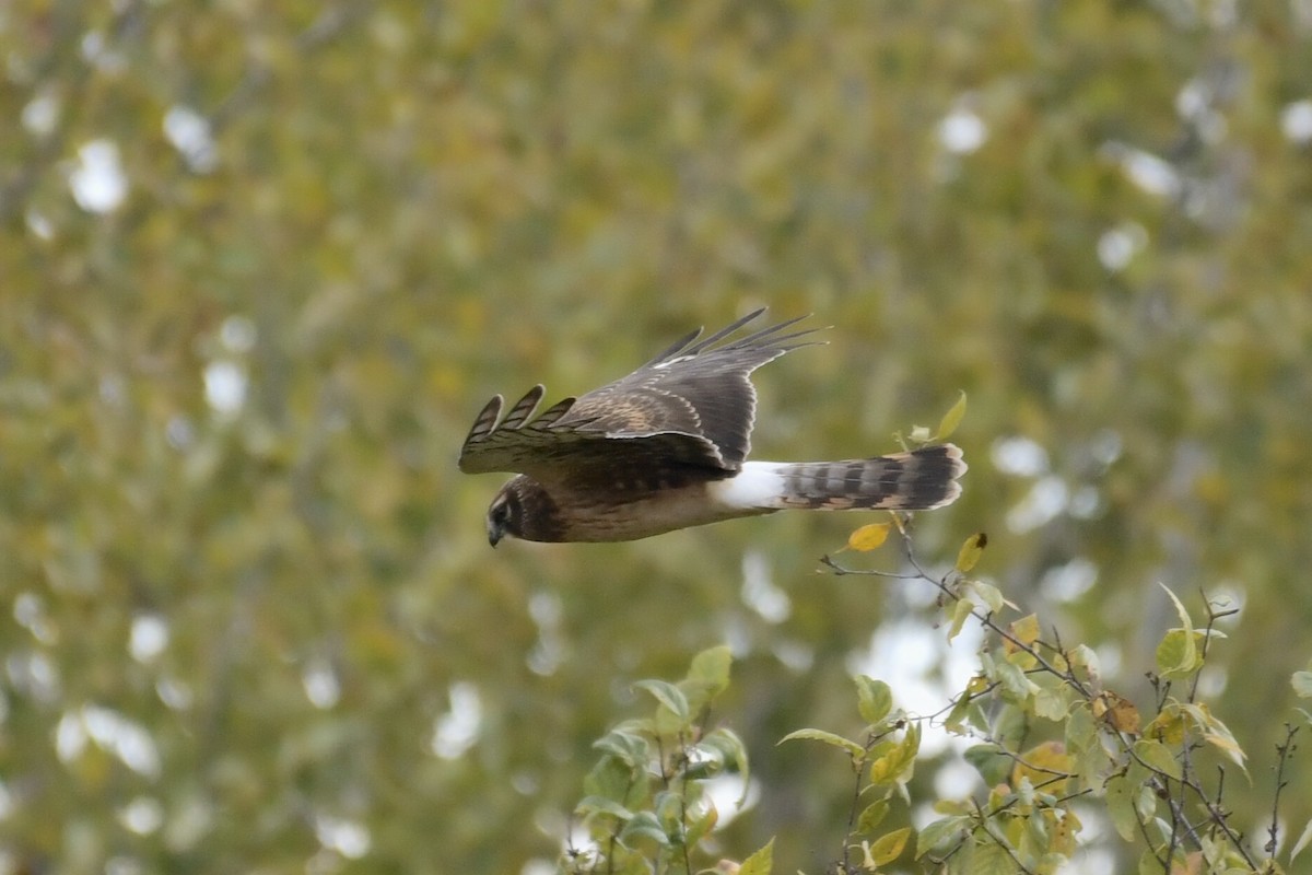 Northern Harrier - ML610027425