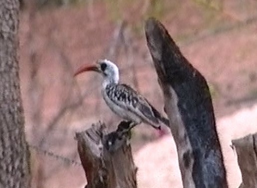 Western Red-billed Hornbill - Graeme Risdon