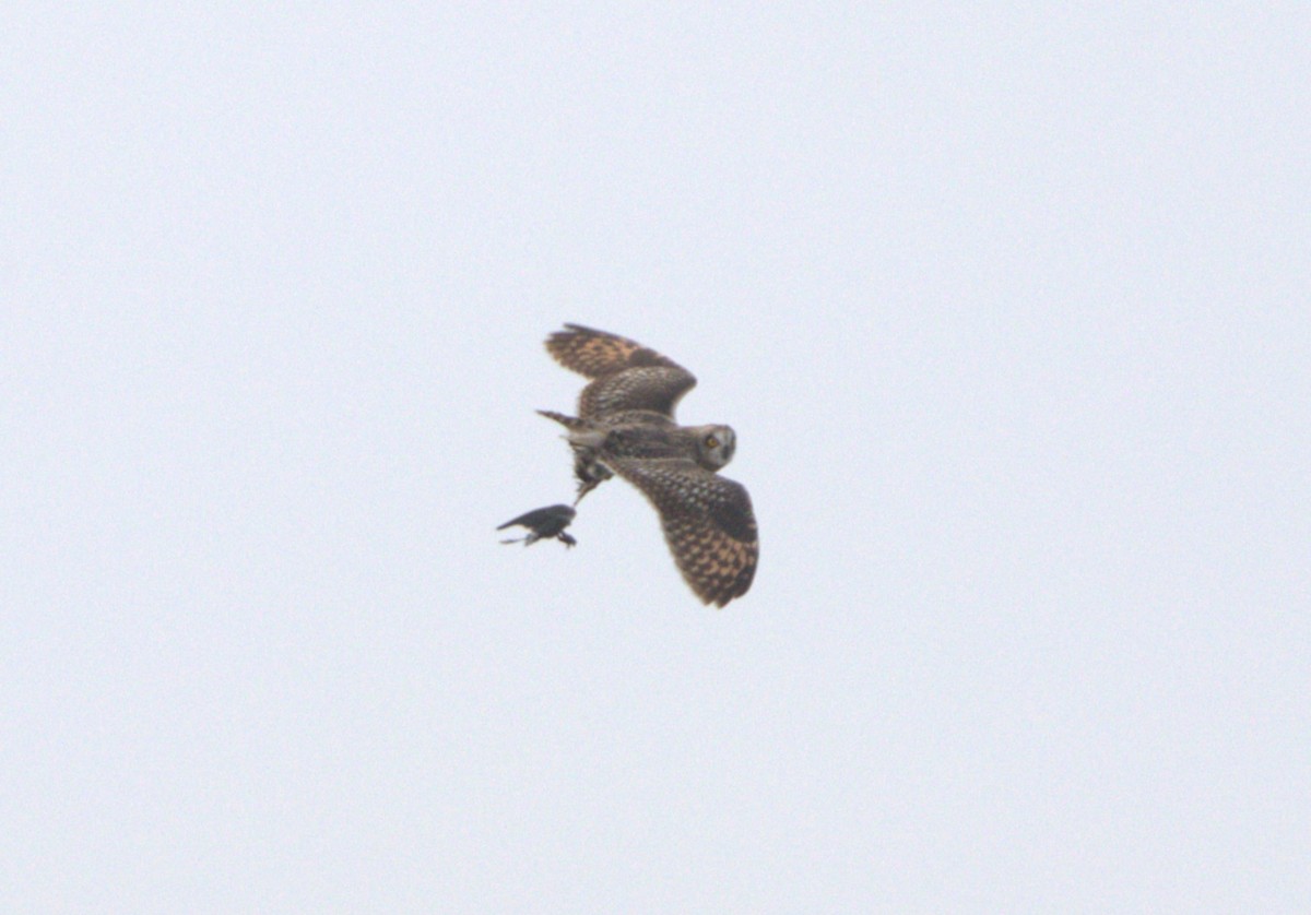 Short-eared Owl - Zulfu Farajli