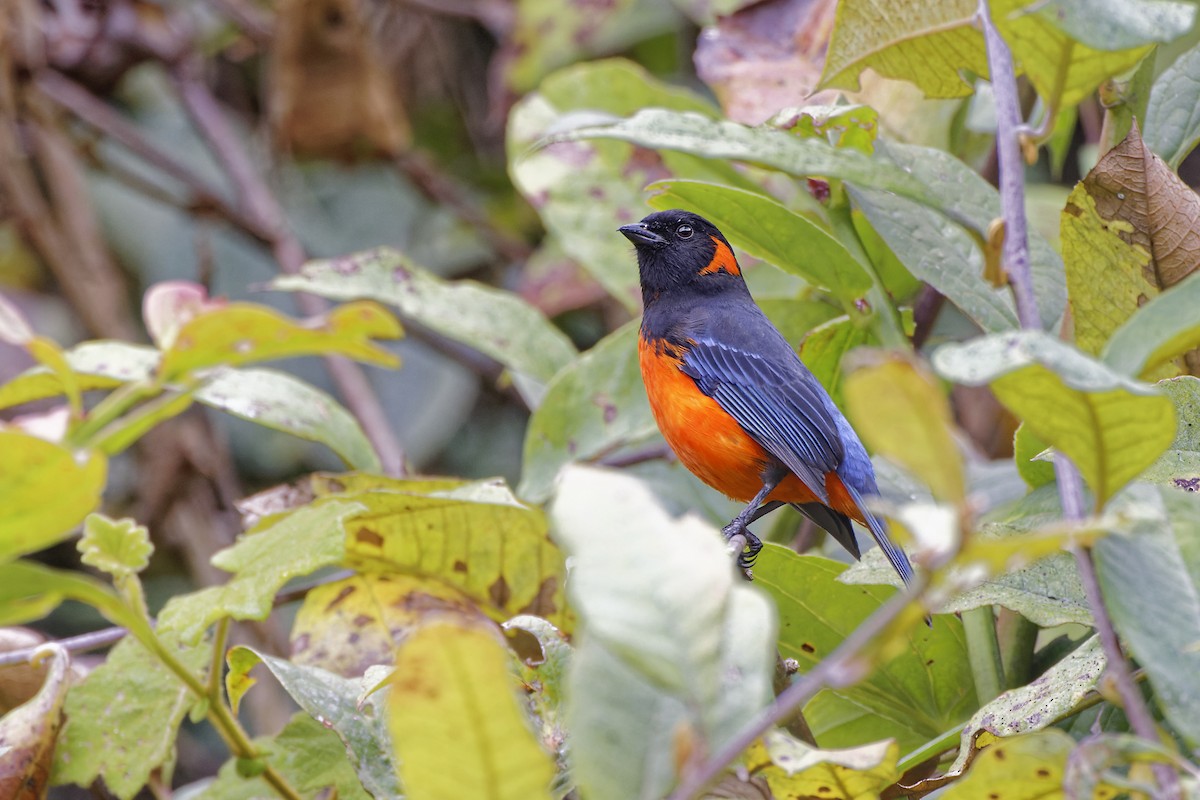 Scarlet-bellied Mountain Tanager - ML610027468