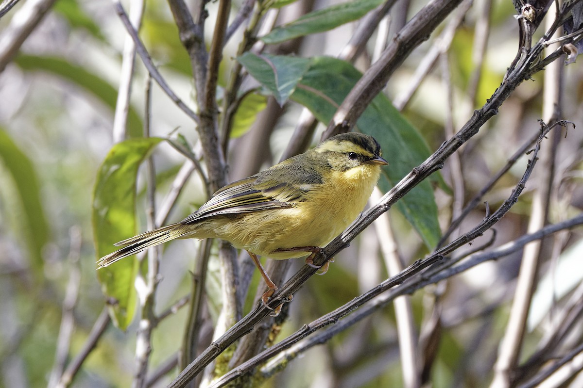 Üç Çizgili Hemispingus - ML610027473