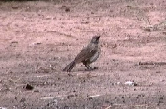 Brown Babbler - Graeme Risdon