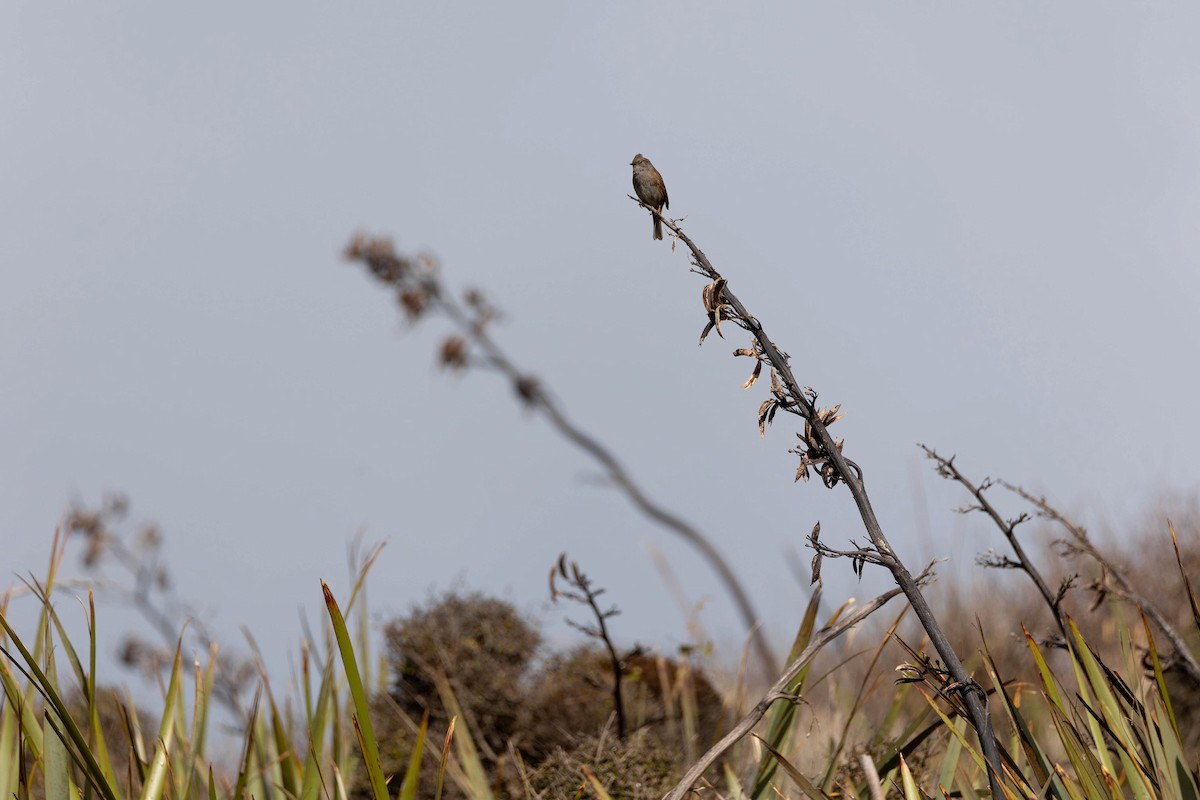 Dunnock - Alicia MacLeay