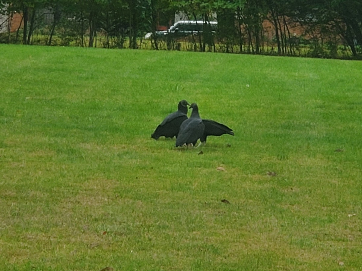 Black Vulture - ML610027626