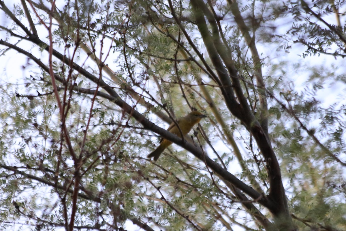 Hepatic Tanager - ML610027688