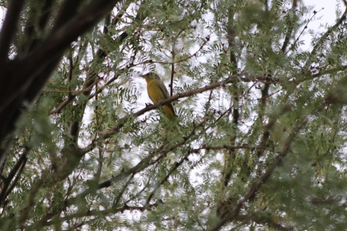 Hepatic Tanager - ML610027690