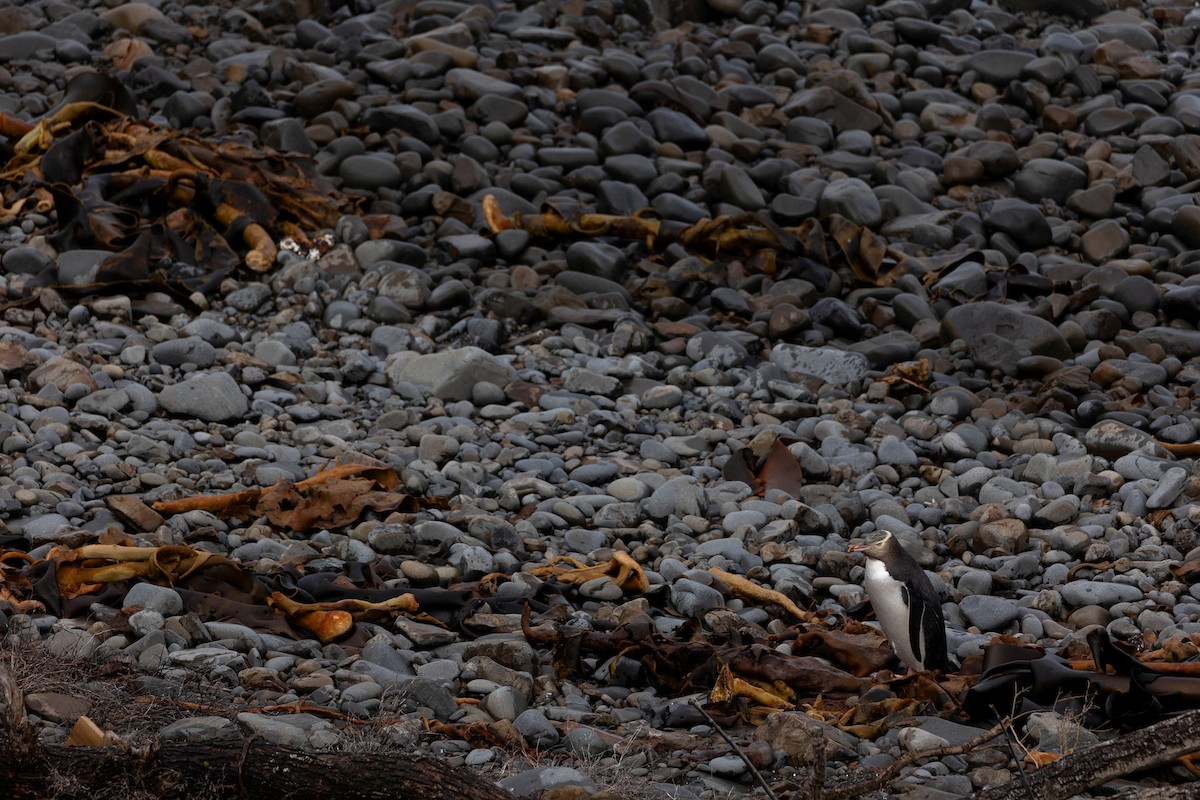 Yellow-eyed Penguin - ML610027717