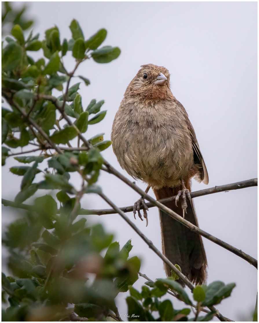 California Towhee - ML610027721