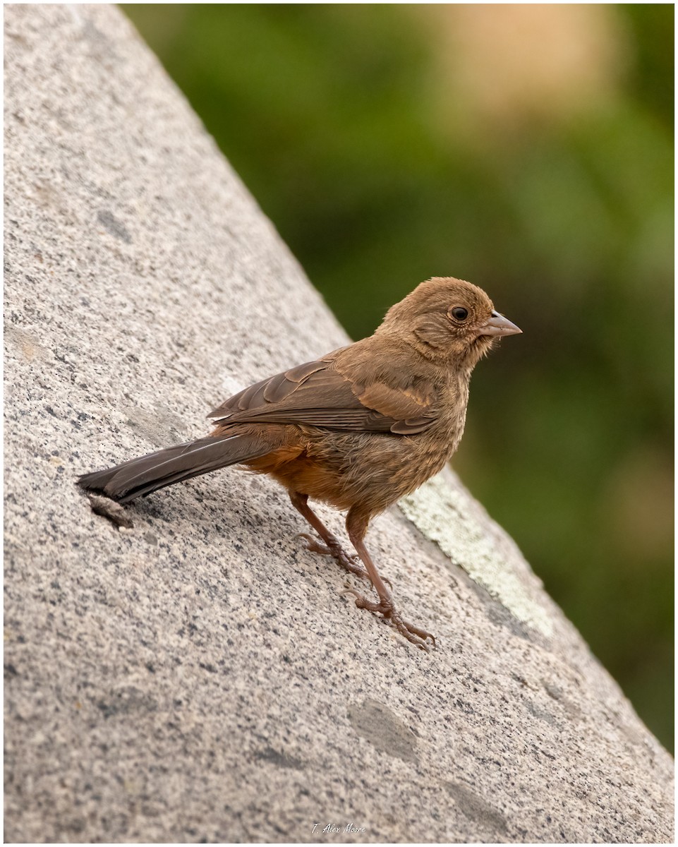 California Towhee - ML610027722