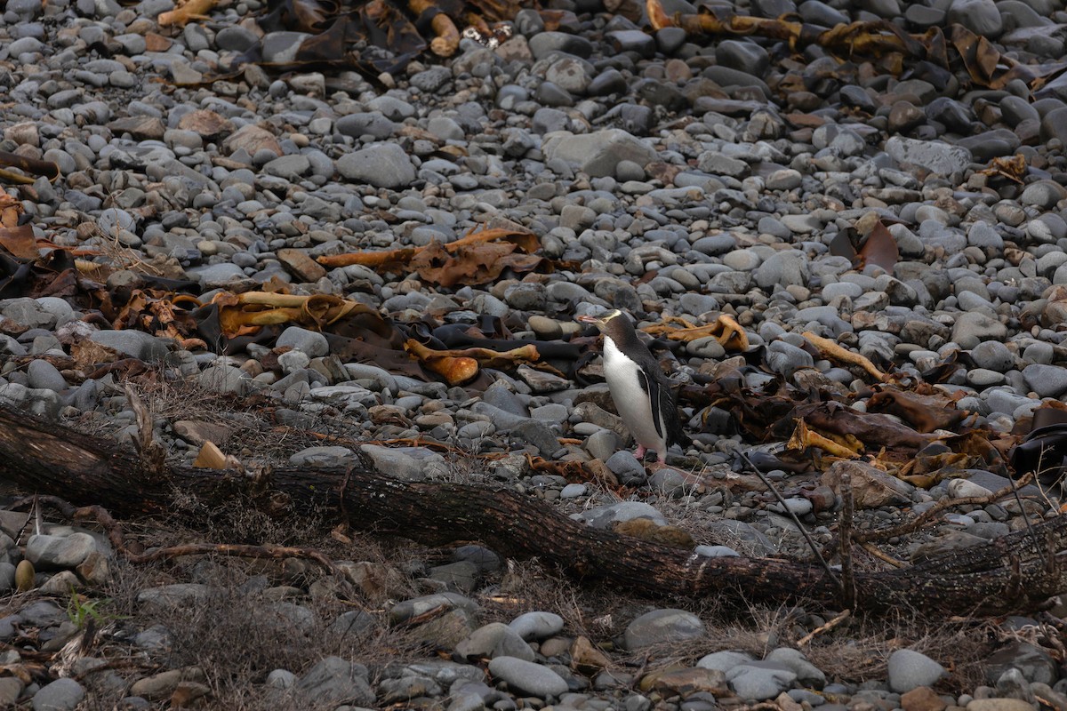 Yellow-eyed Penguin - Alicia MacLeay