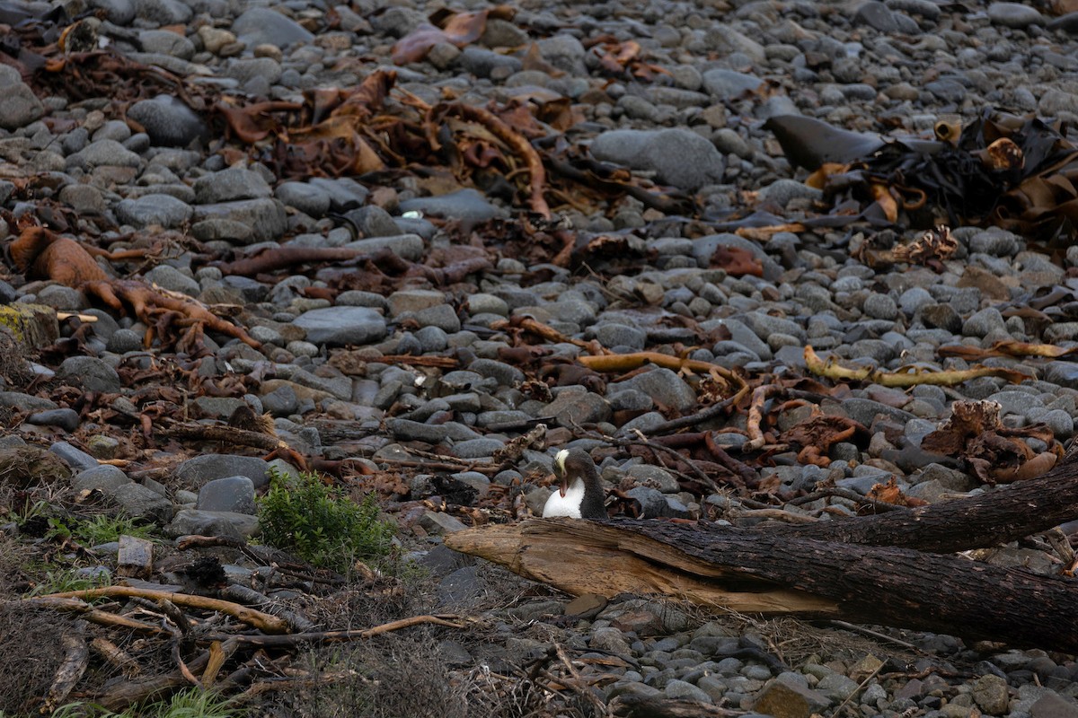 Yellow-eyed Penguin - Alicia MacLeay