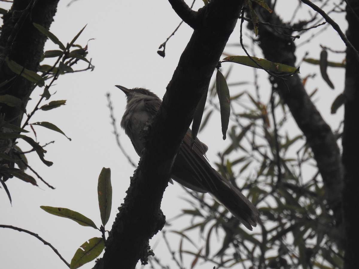 Yellow-billed Cuckoo - ML610027796