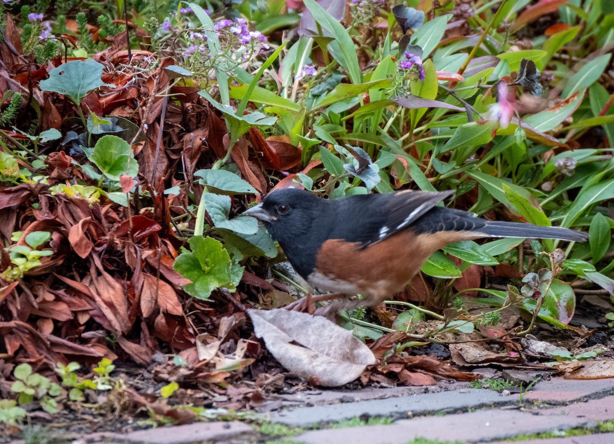 Eastern Towhee - ML610027848