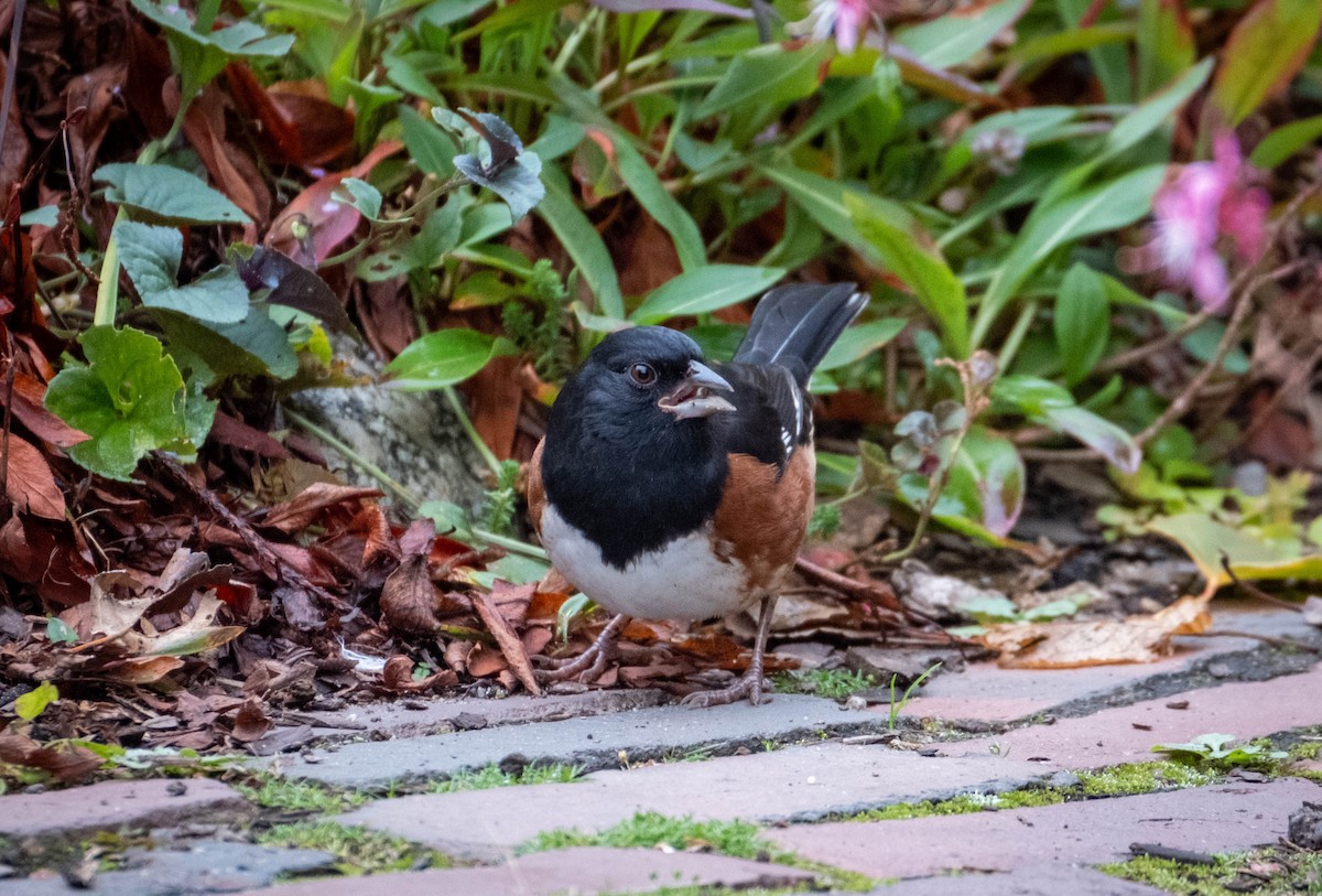 Eastern Towhee - ML610027849