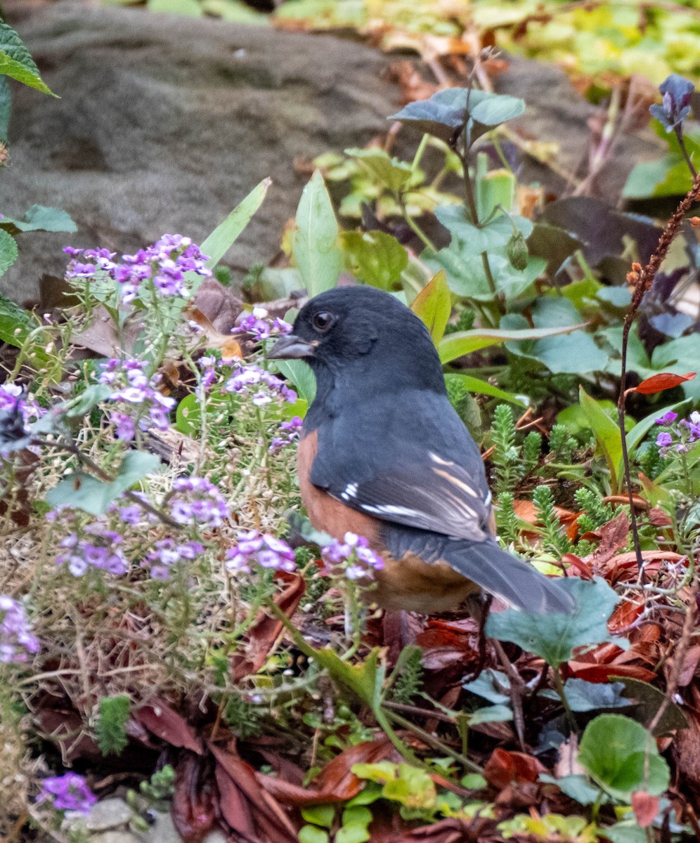 Eastern Towhee - ML610027850