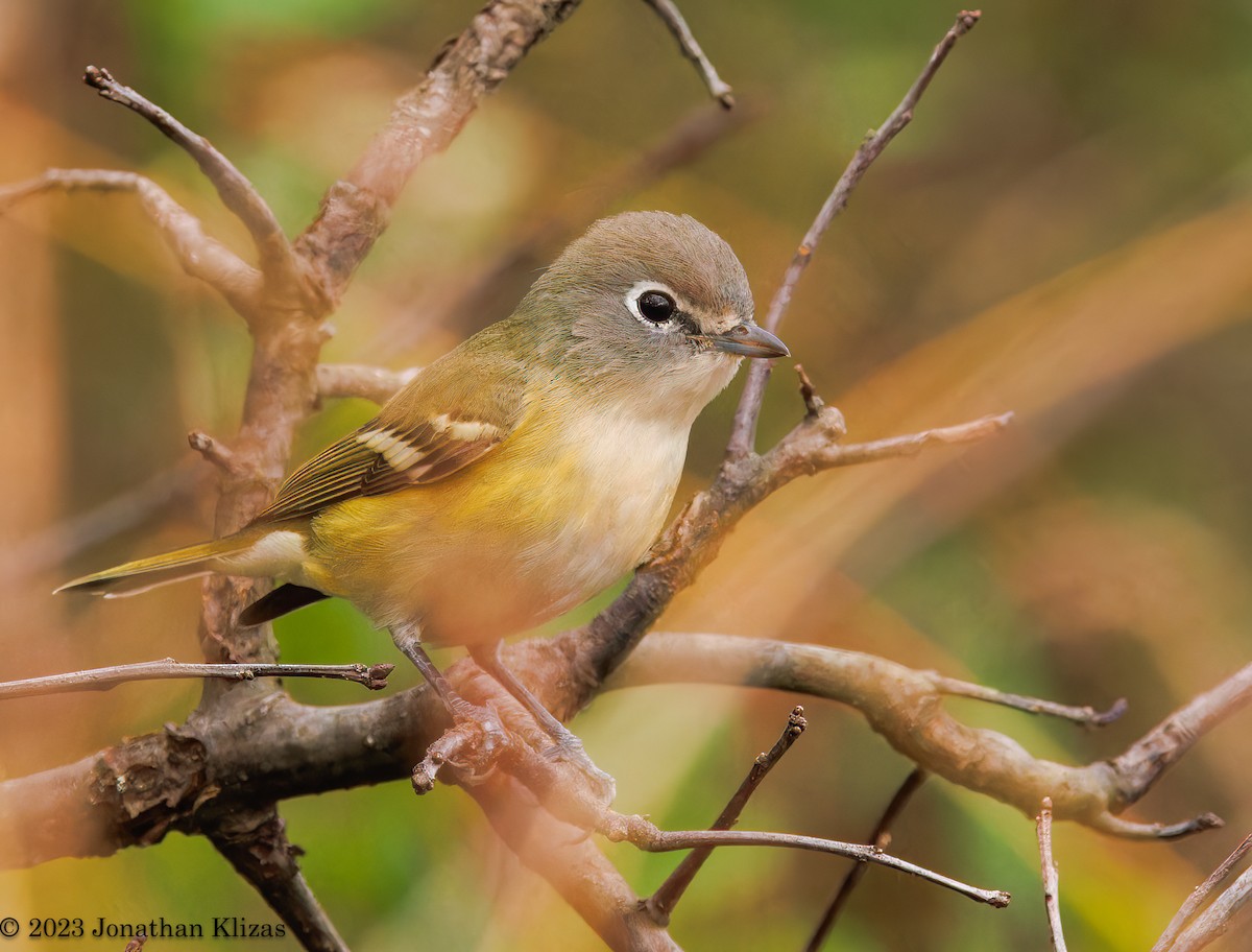 Blue-headed Vireo - ML610027857