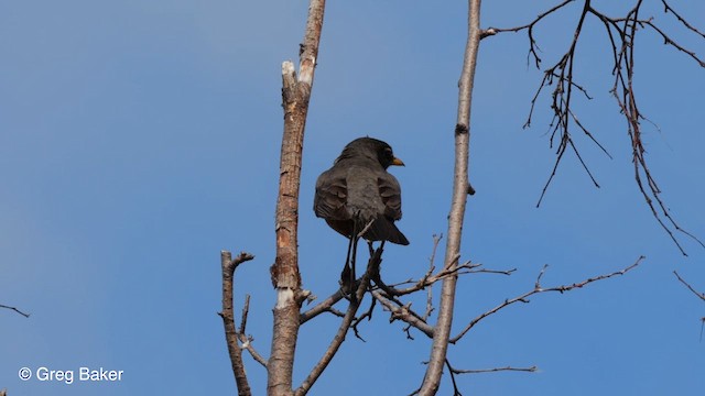 Дрізд мандрівний - ML610027859