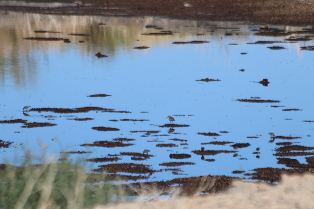 Dunlin - ML610027861