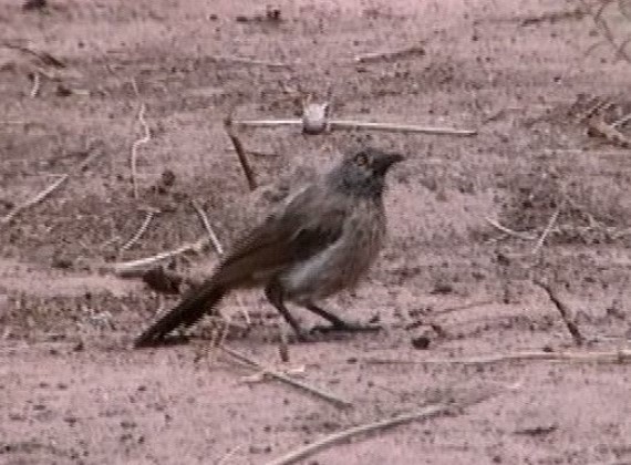 Brown Babbler - Graeme Risdon