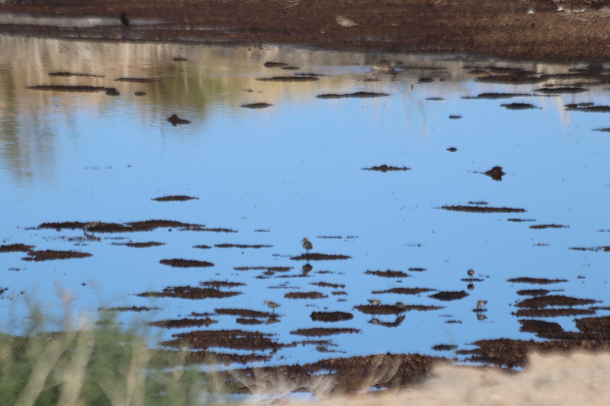 Dunlin - ML610027863