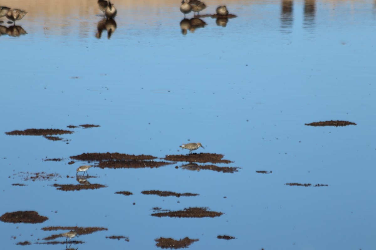 Dunlin - ML610027864