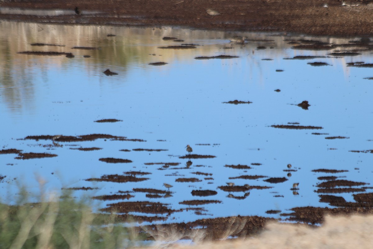 Dunlin - ML610027865