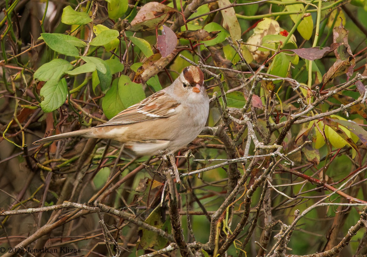 White-crowned Sparrow - ML610027867