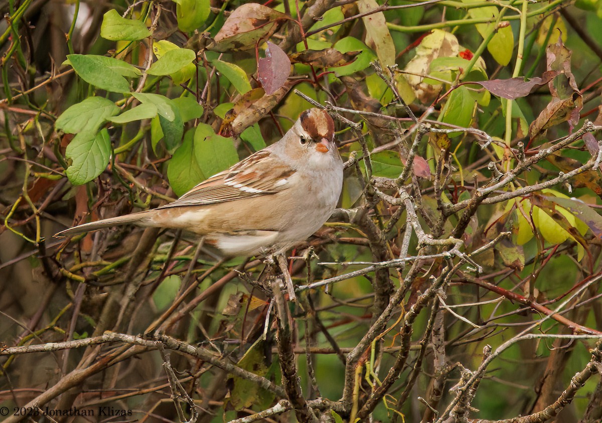 Bruant à couronne blanche - ML610027867