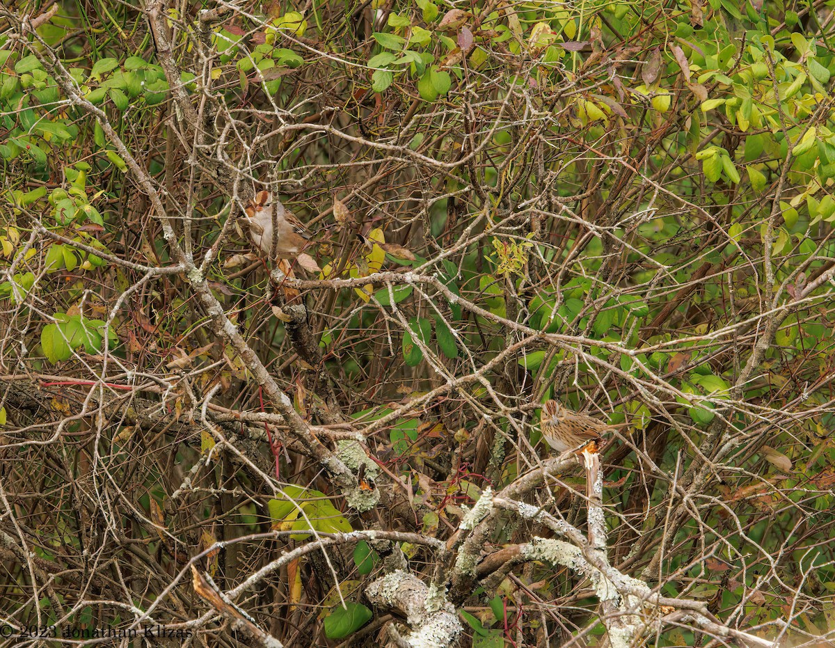 Lincoln's Sparrow - ML610027875