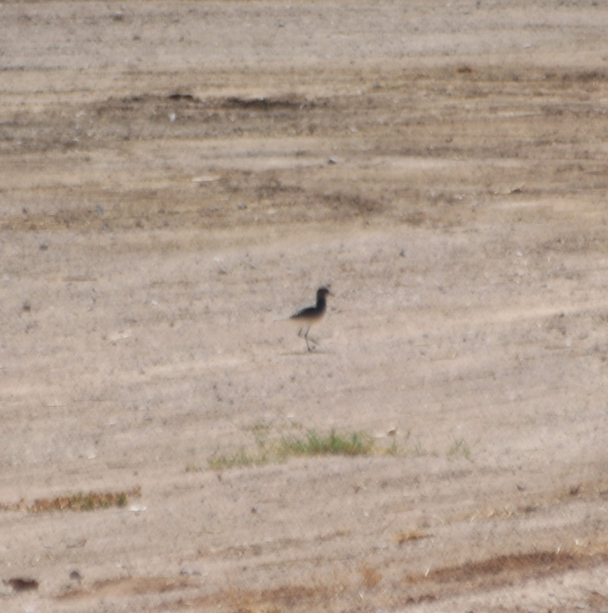 Black-bellied Plover - ML610027907