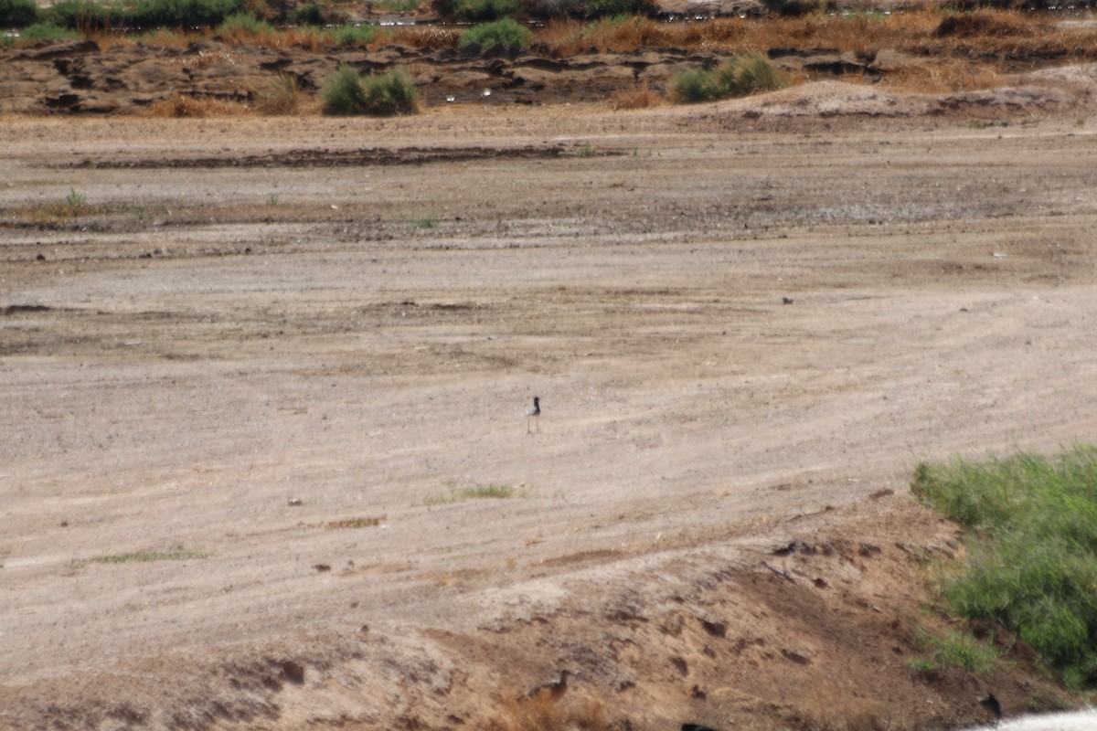 Black-bellied Plover - ML610027908