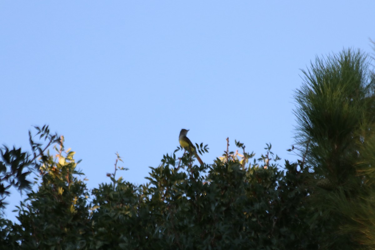 Great Crested Flycatcher - ML610027979