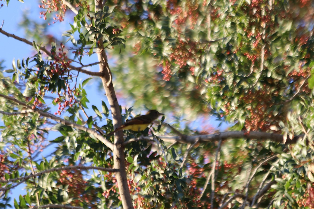 Great Crested Flycatcher - ML610027982