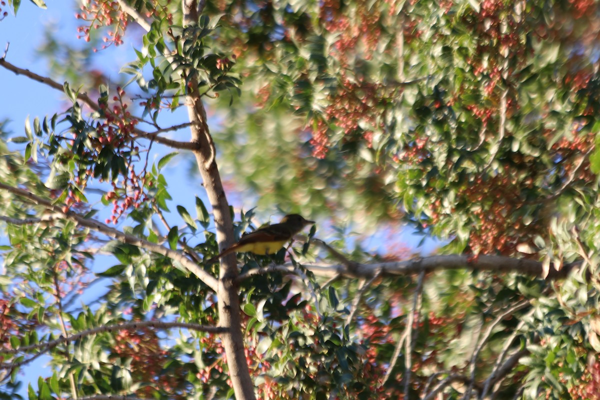 Great Crested Flycatcher - ML610027983