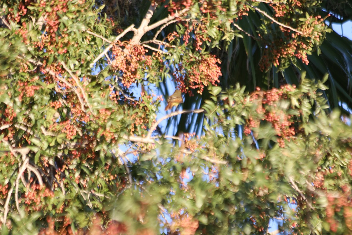Great Crested Flycatcher - ML610027984