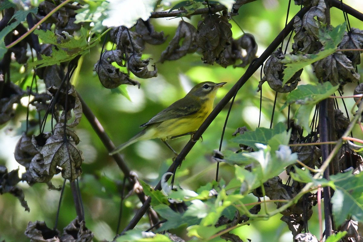 Prairie Warbler - ML610028053