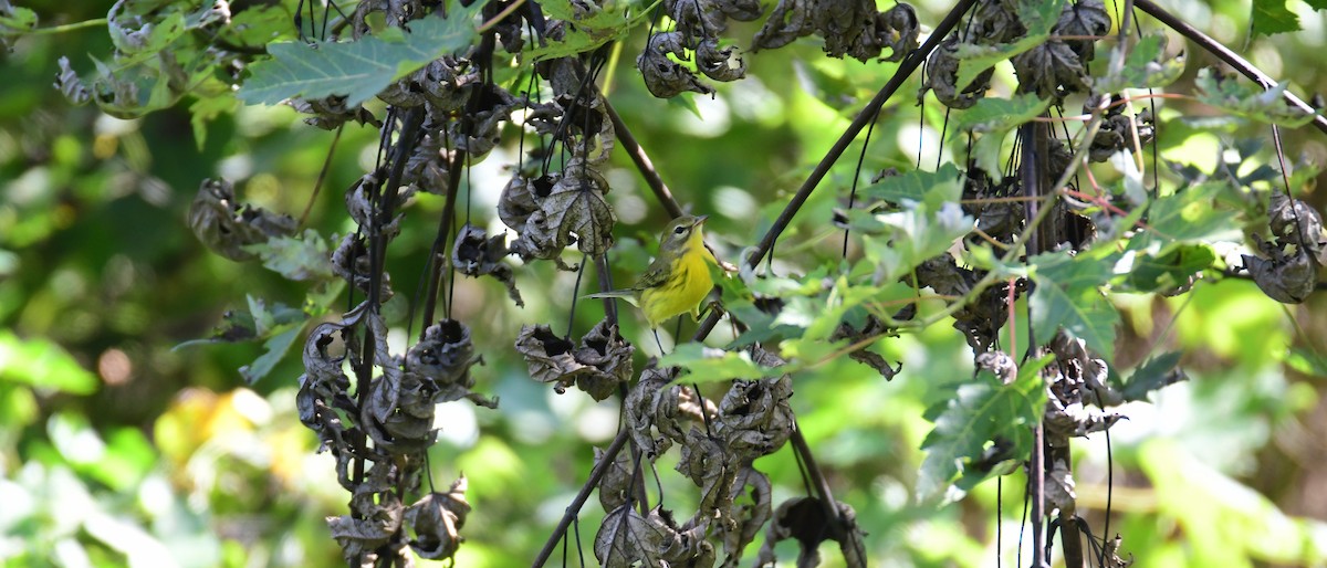 Prairie Warbler - Chaiby Leiman