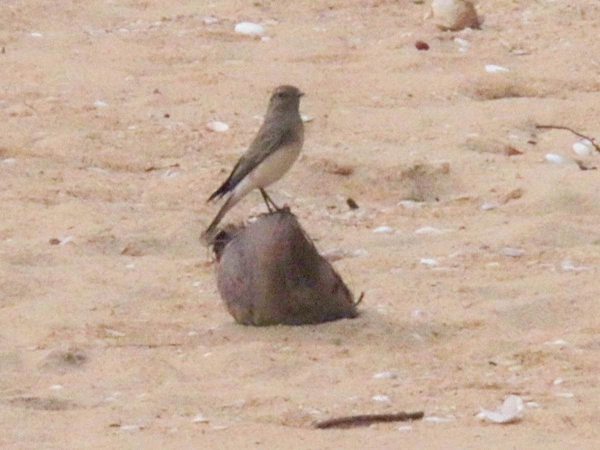 Pied Wheatear - ML610028058