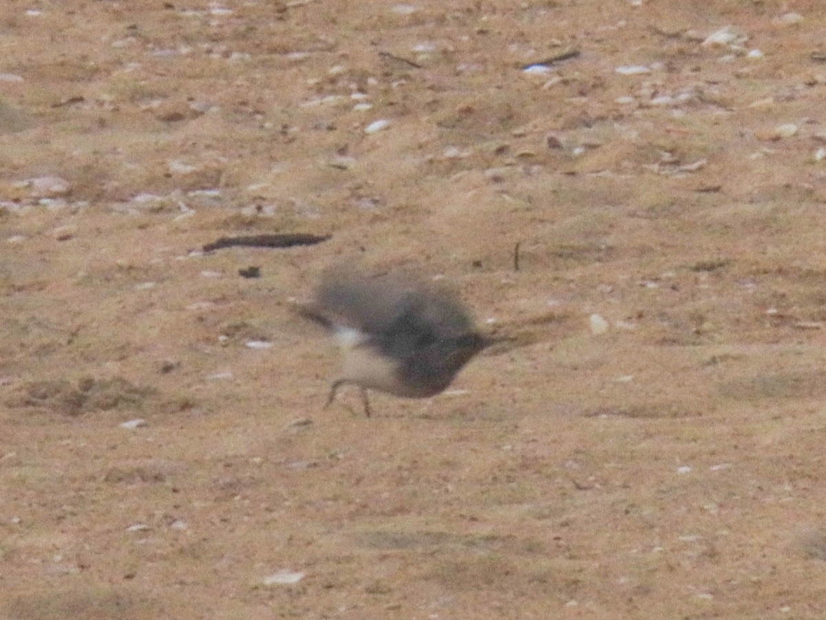 Pied Wheatear - ML610028061