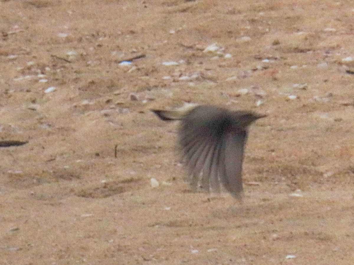 Pied Wheatear - ML610028062