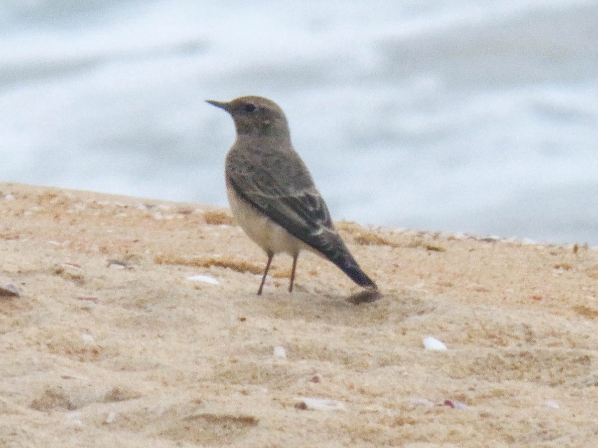 Pied Wheatear - ML610028064