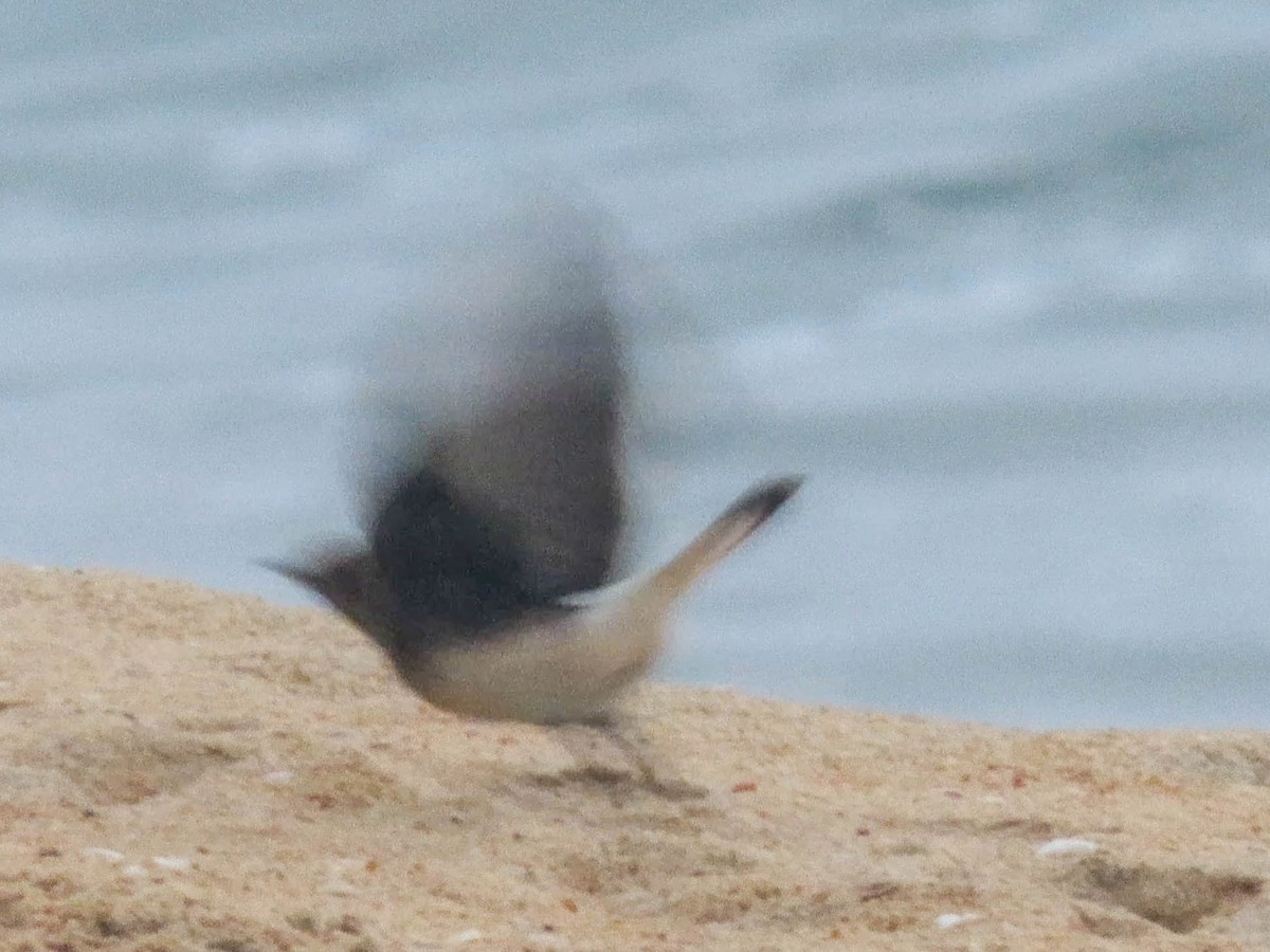 Pied Wheatear - ML610028067