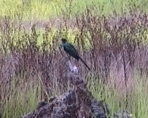 Long-tailed Glossy Starling - Graeme Risdon