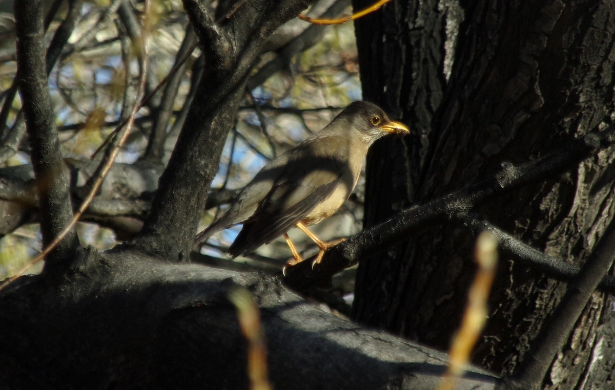 Austral Thrush - Ana Laura Tinte