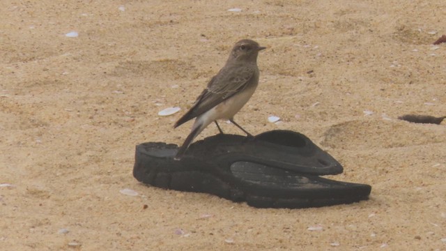 Pied Wheatear - ML610028165