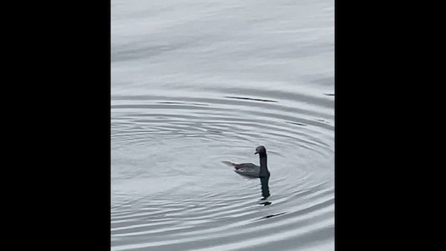 Cormorán Pelágico - ML610028169