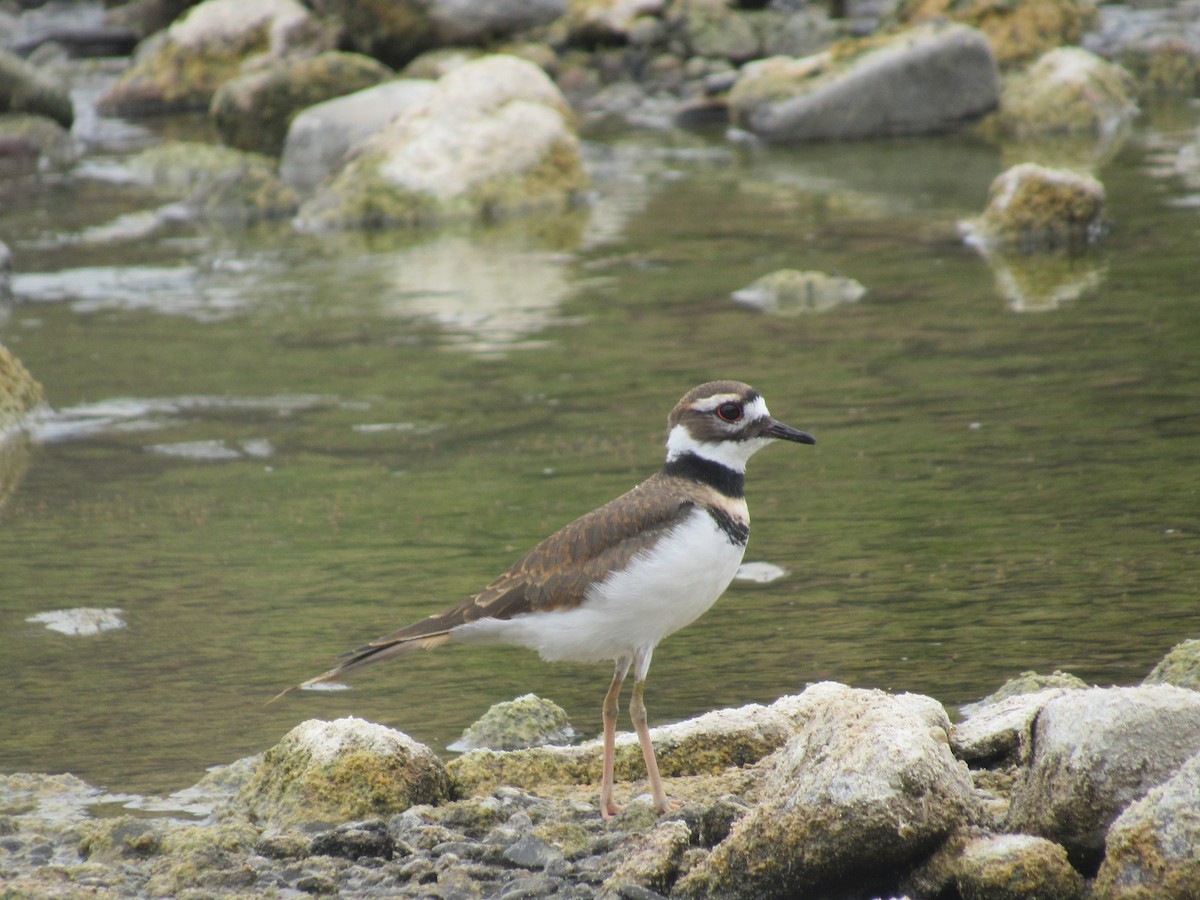 Killdeer - ML610028200