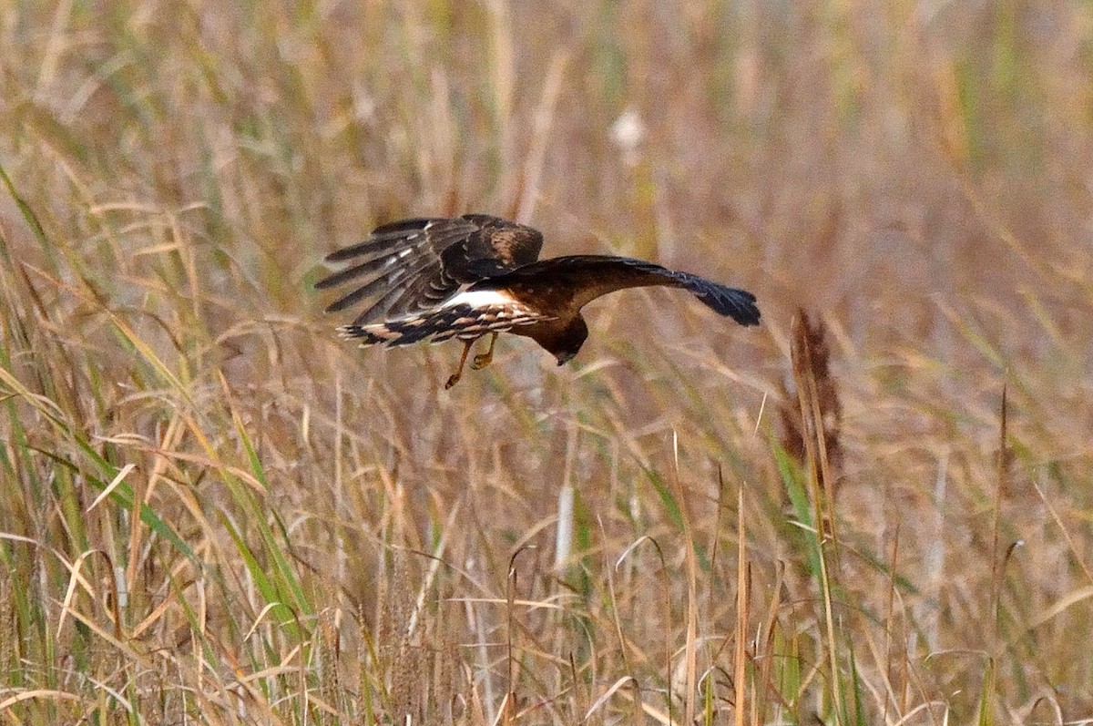 Northern Harrier - ML610028328