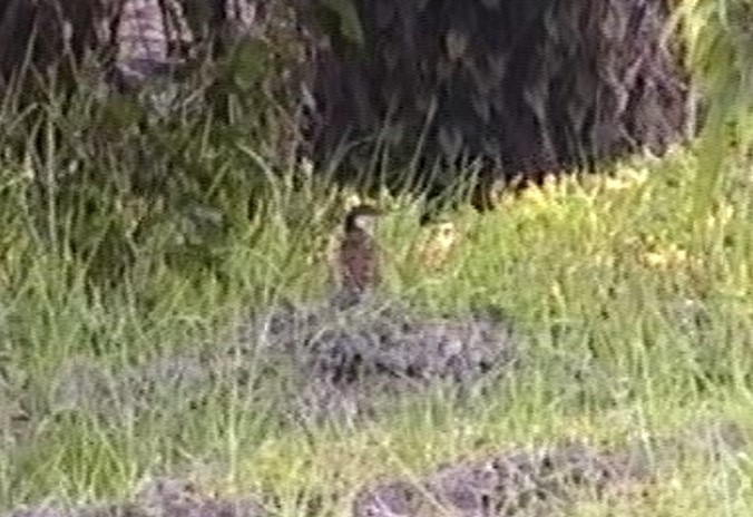 Senegal Coucal - Graeme Risdon