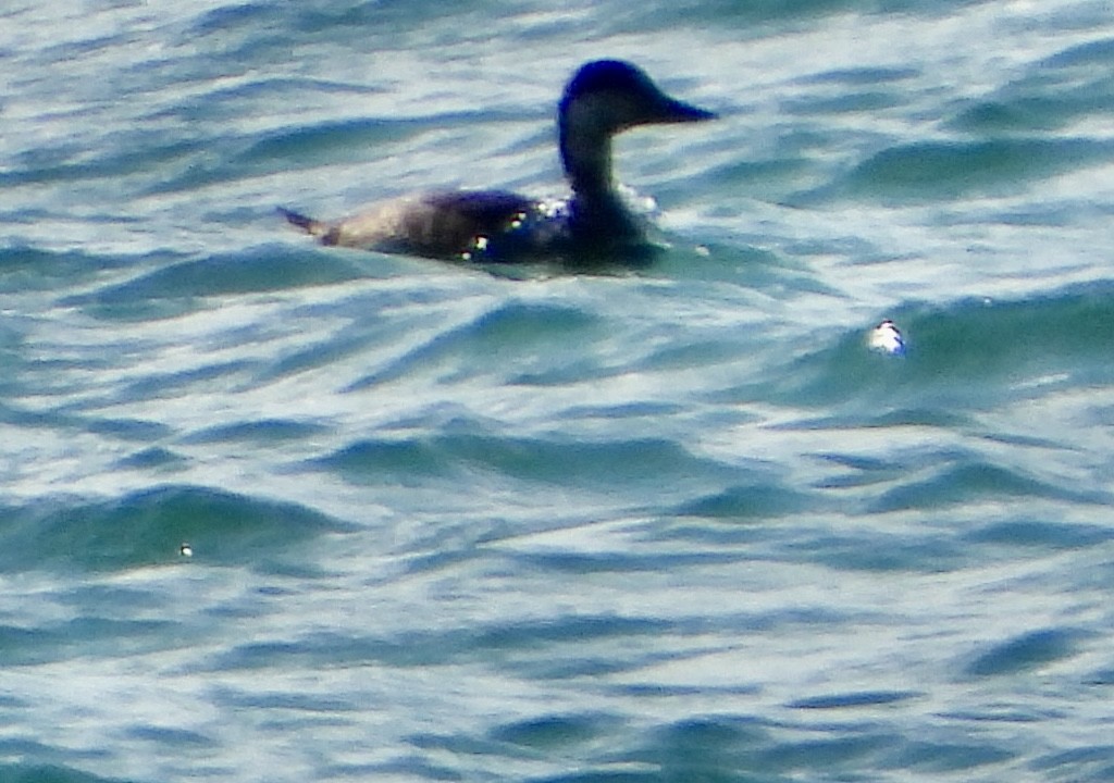 Black Scoter - ML610028365